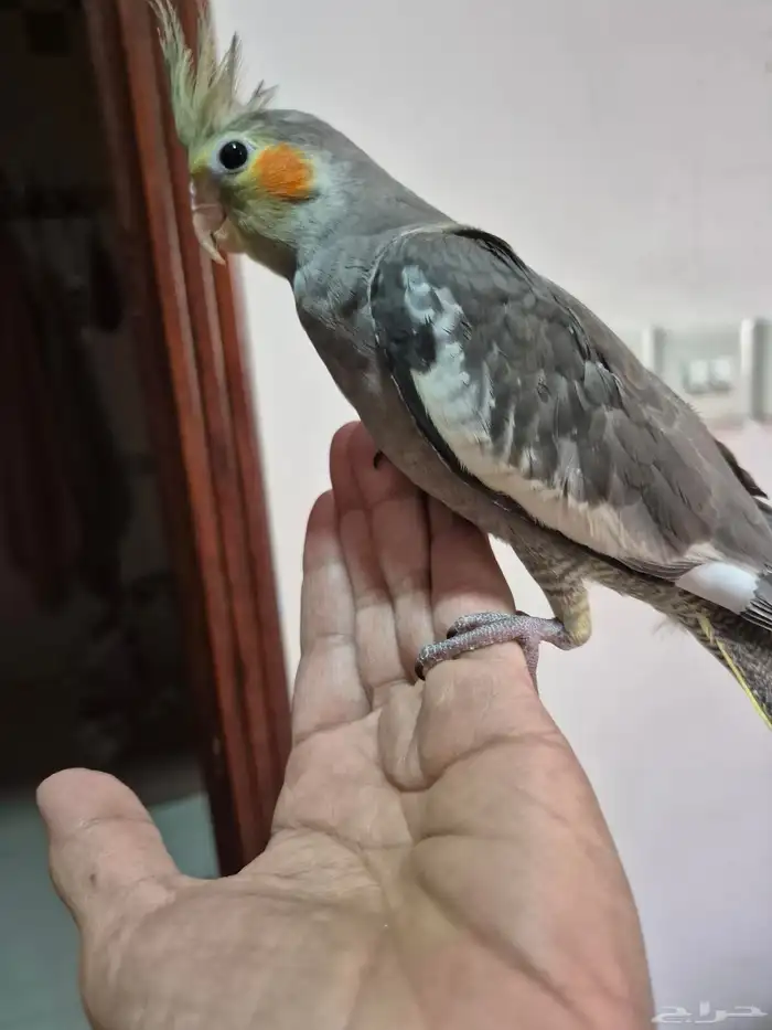 كروان ذكر اليف 1