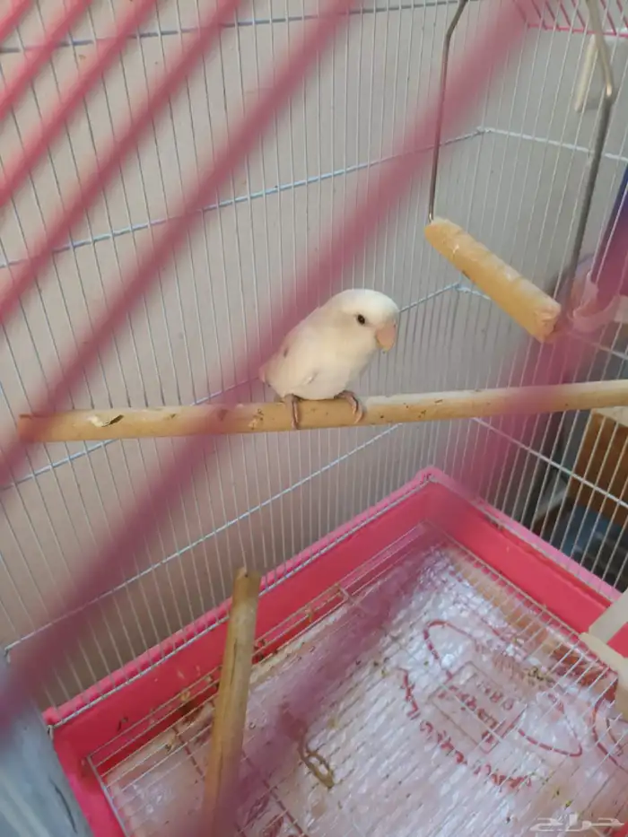 انثى روز منتجه 2