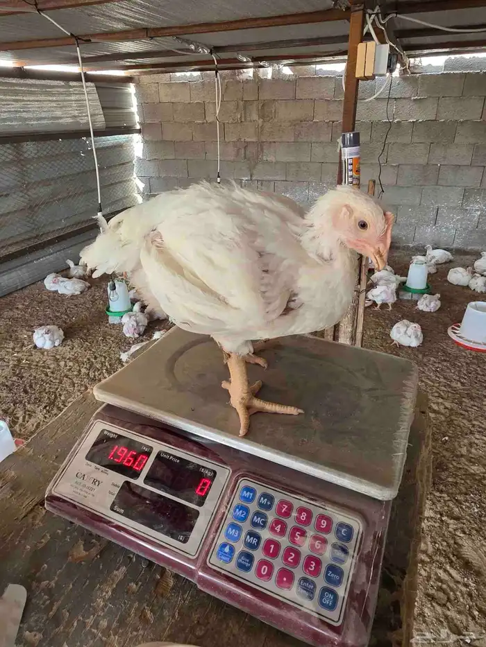 دجاج لاحم انتاجي الخاص عمر 30 يوم 3