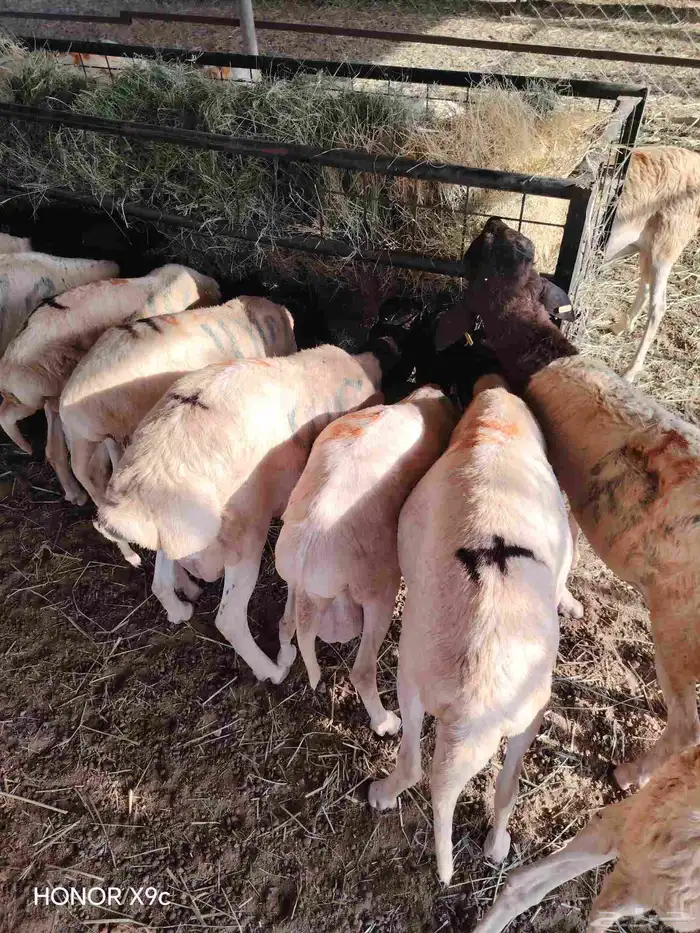 بربرى وتيوس أسعار منافسه للجمله 6