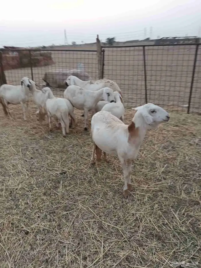 5 سواكنيات يتبعها 5 6