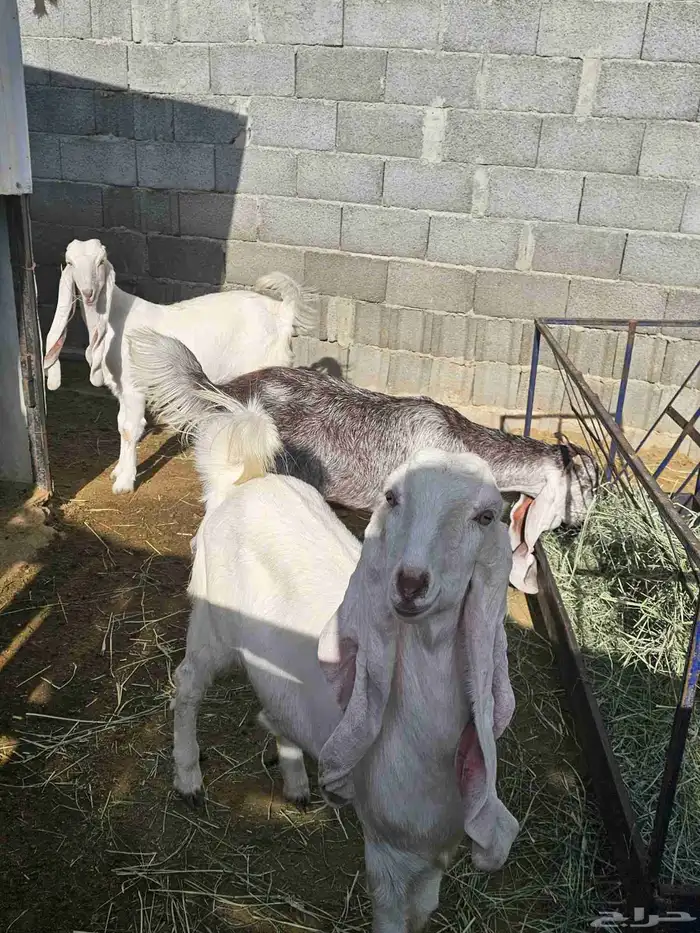 عنقان مشاريك هولنديات 2