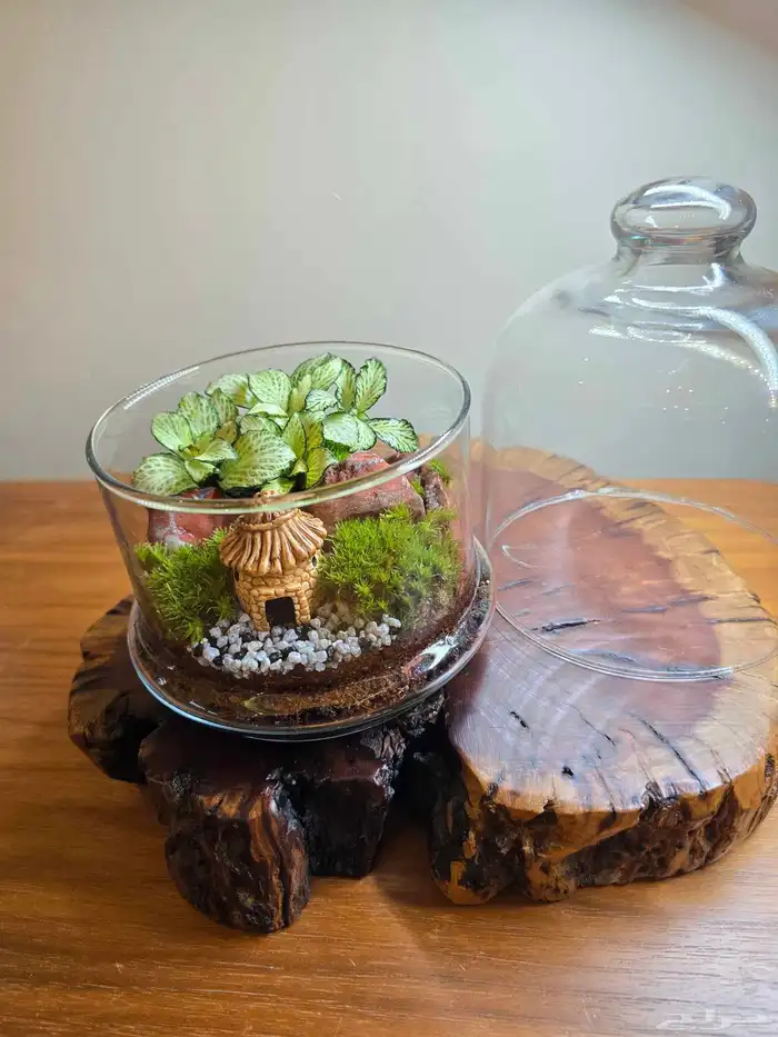 توزيعات هدايا نباتات طبيعية 1