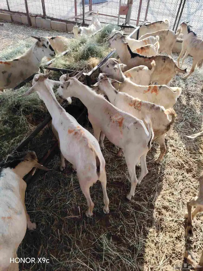 برابر صومالية نظيفة متنقية نقاوة متعلفة برسيم وشعير وقصب 3