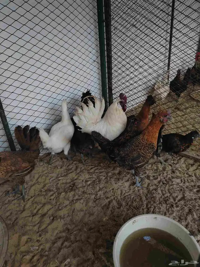 دجاج كويتي بياض وحضان 0