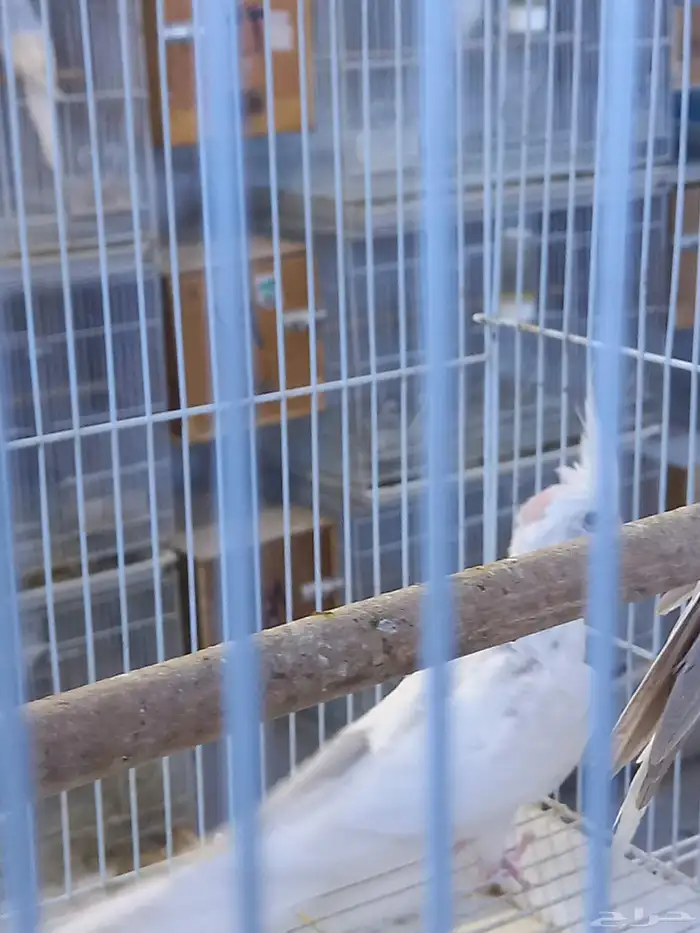 زوج كروان هولندي والبينو.فخم 4