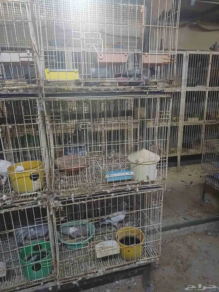 اقفاص حديد 0