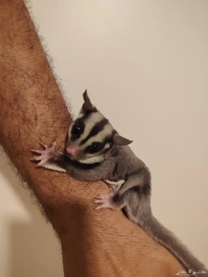 شوقر قلايدر سنجاب طائر اليف مره ذكر وانثى 1