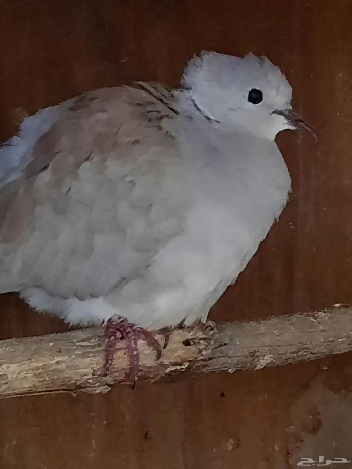 حمام صنعاني وقماري 8