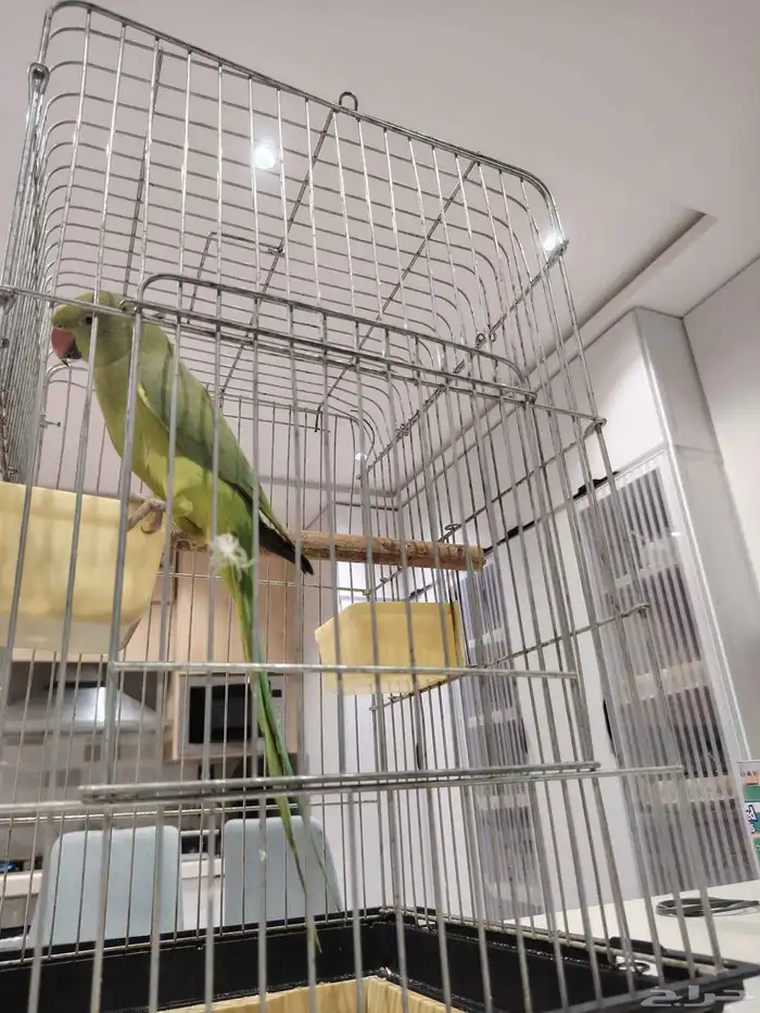 ببغاء درة هندي 4