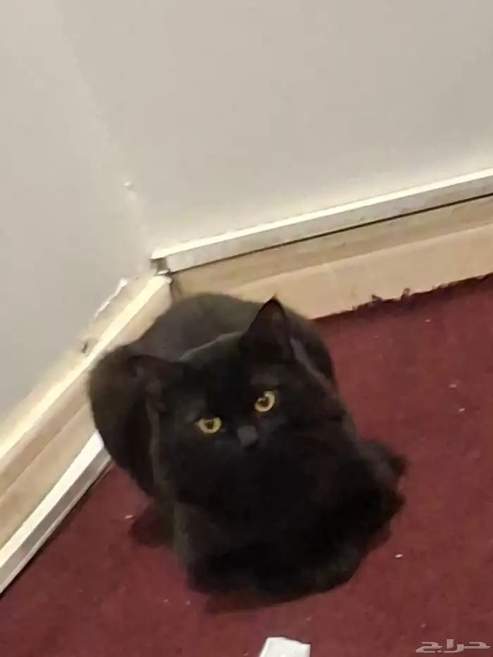 قط شيرازي للتبني 0