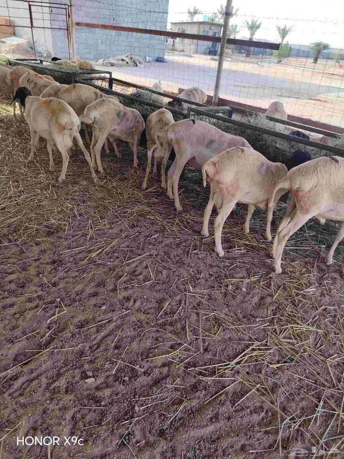 برابر صومالية مرباه في مكة للبيع جملة 2