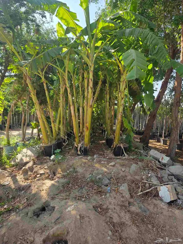 اشجار احجام كبيرة بأنواعها 17