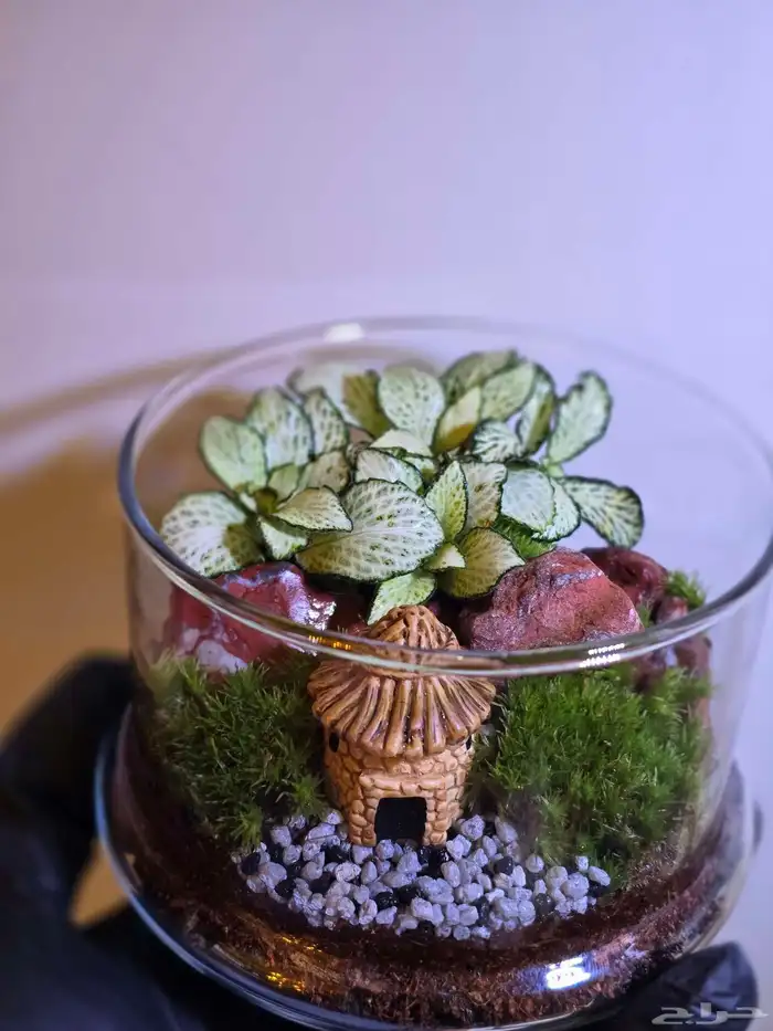 توزيعات هدايا نباتات طبيعية 6