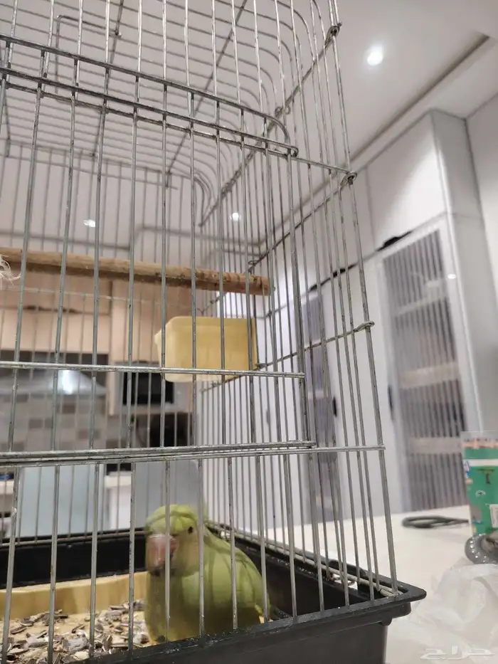 ببغاء درة هندي 1