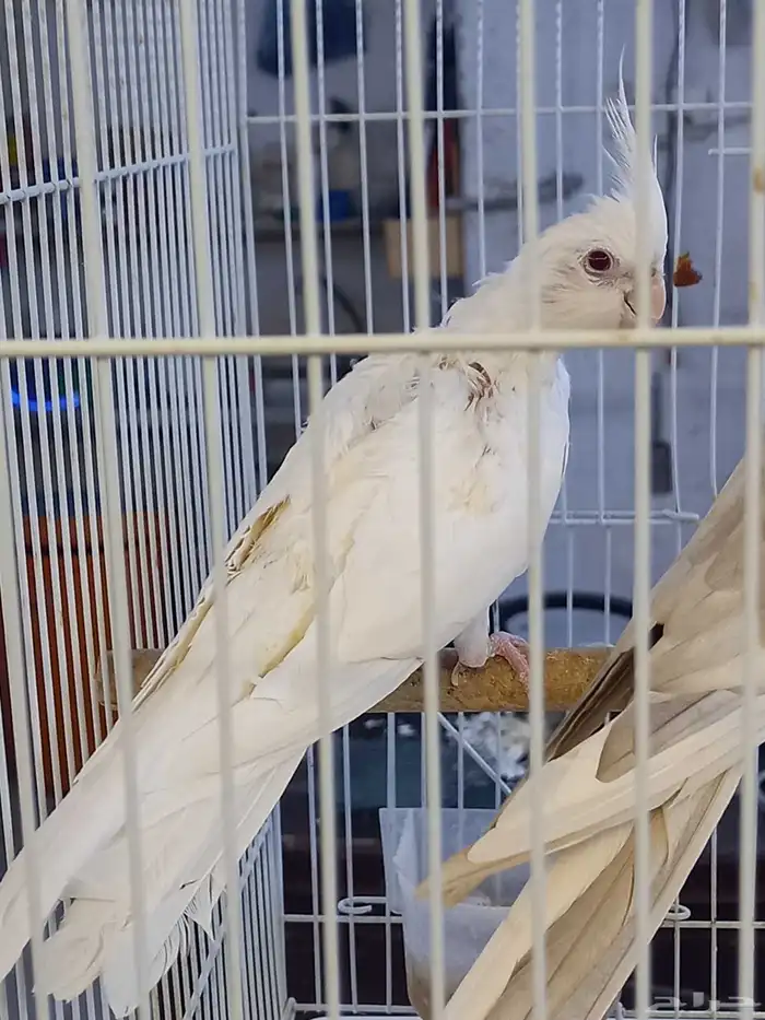 زوج كروان هولندي والبينو.فخم 6