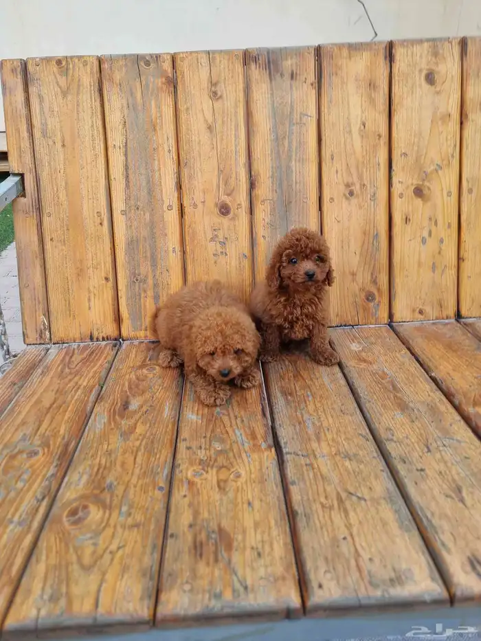 جراوي ميني بودل مستوى جدا جميل وسعر حلوو 4