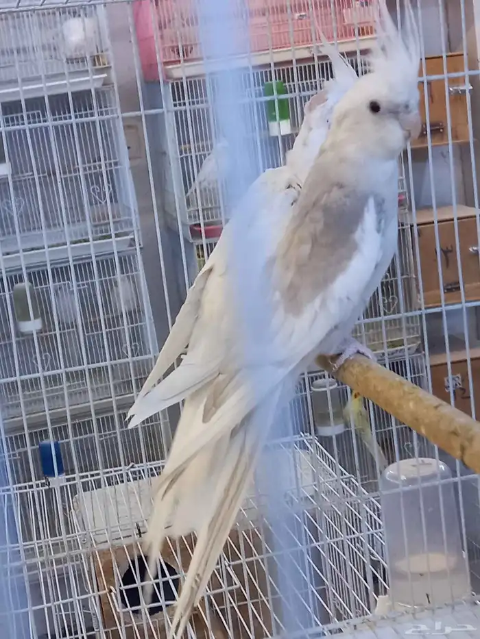 زوج كروان هولندي والبينو.فخم 5