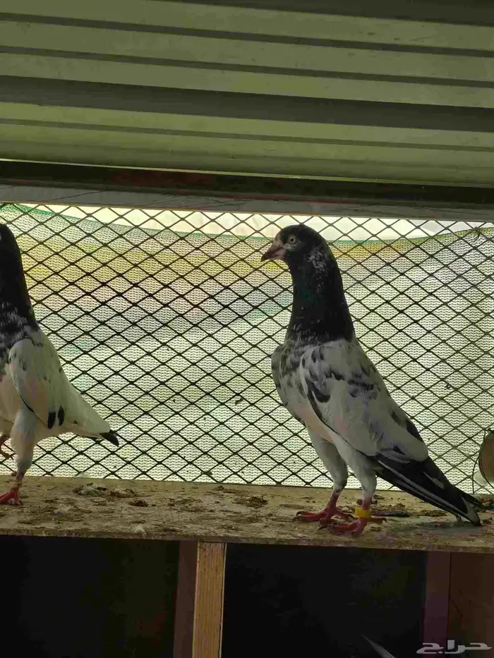 حمام تيدي سخي 1