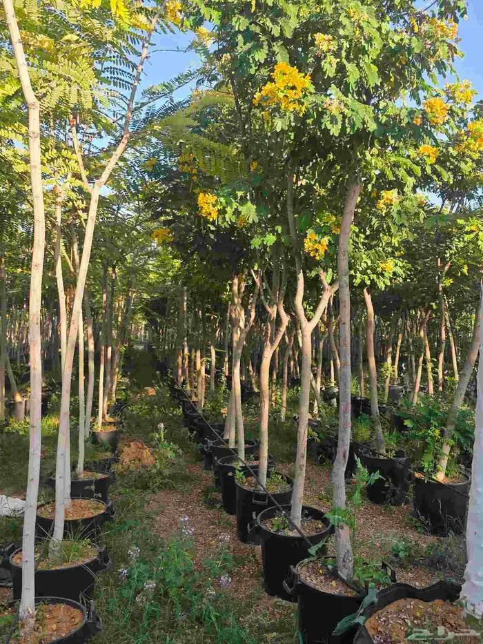 اشجار احجام كبيرة بأنواعها 6