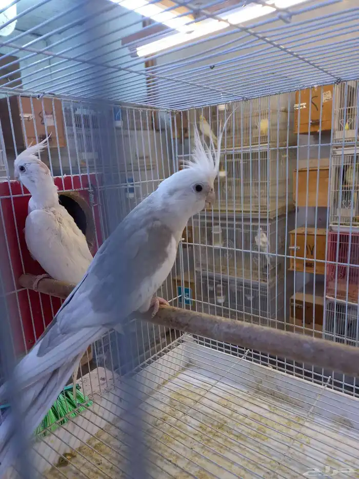 زوج كروان هولندي والبينو.فخم 0