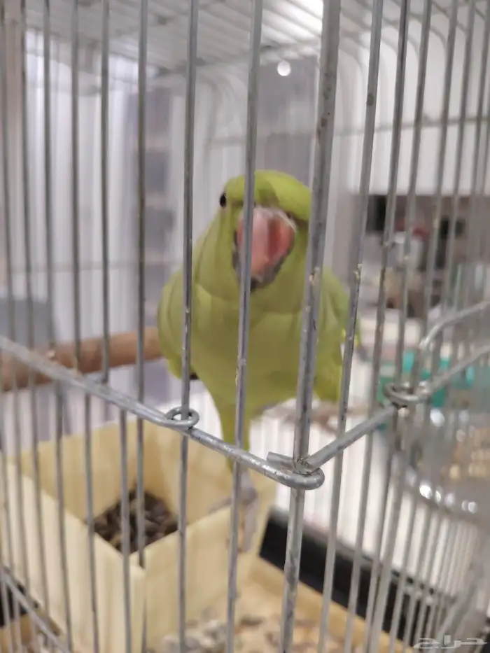 ببغاء درة هندي 2