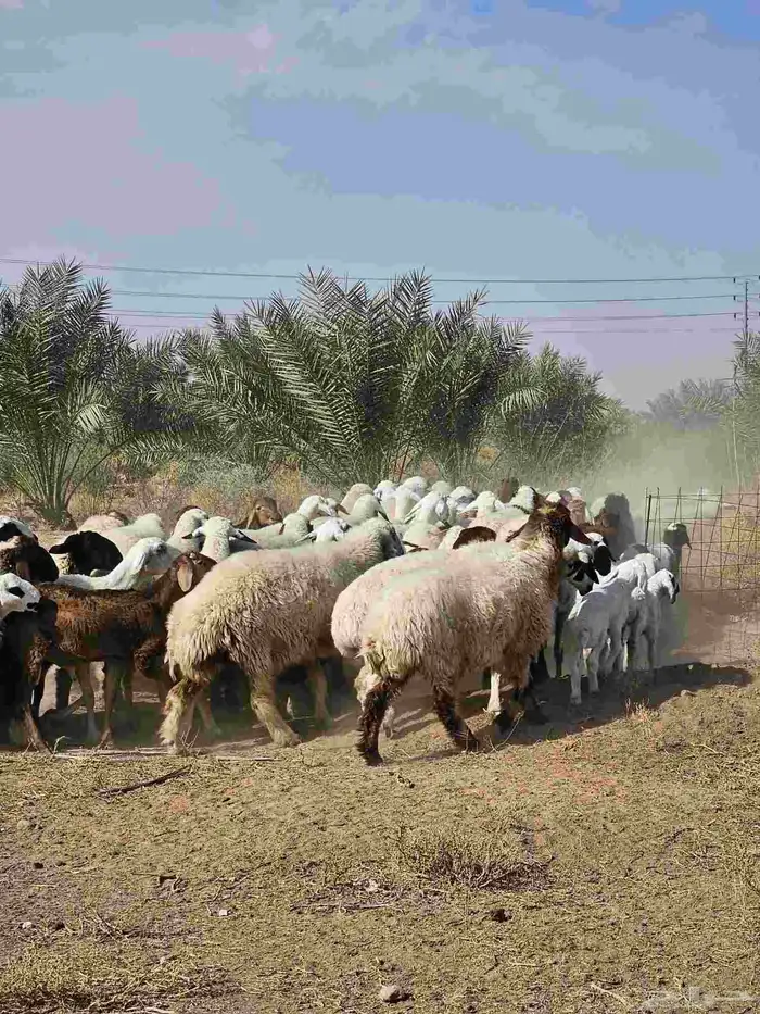 مراح واحد حري ونعيم 1