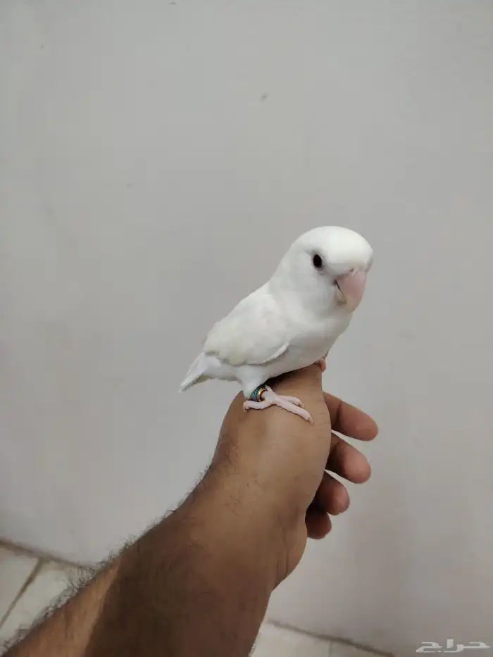 للبيع جوز روز عمره 10 شهور اليفه جدا للجاد على اسوم 1