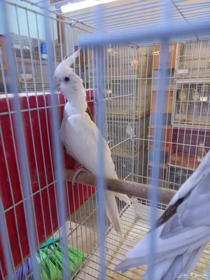 زوج كروان هولندي والبينو.فخم 9