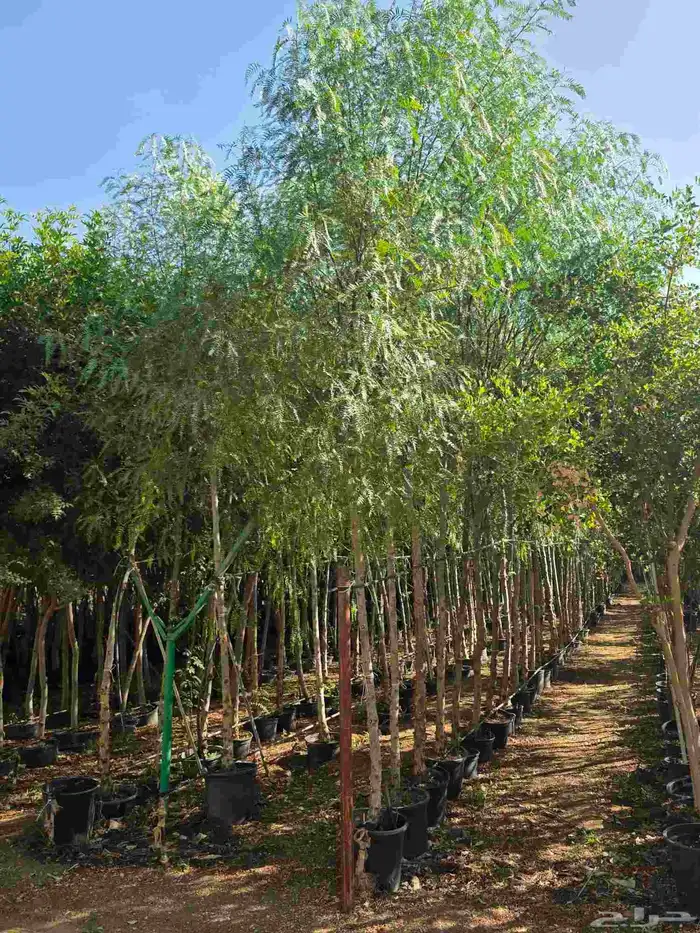 اشجار احجام كبيرة بأنواعها 14