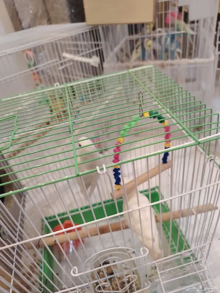 زوج روز البينو عيون حمر منتج 0