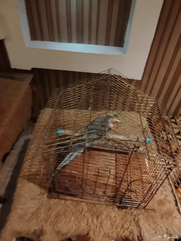 كروان مدرب 2