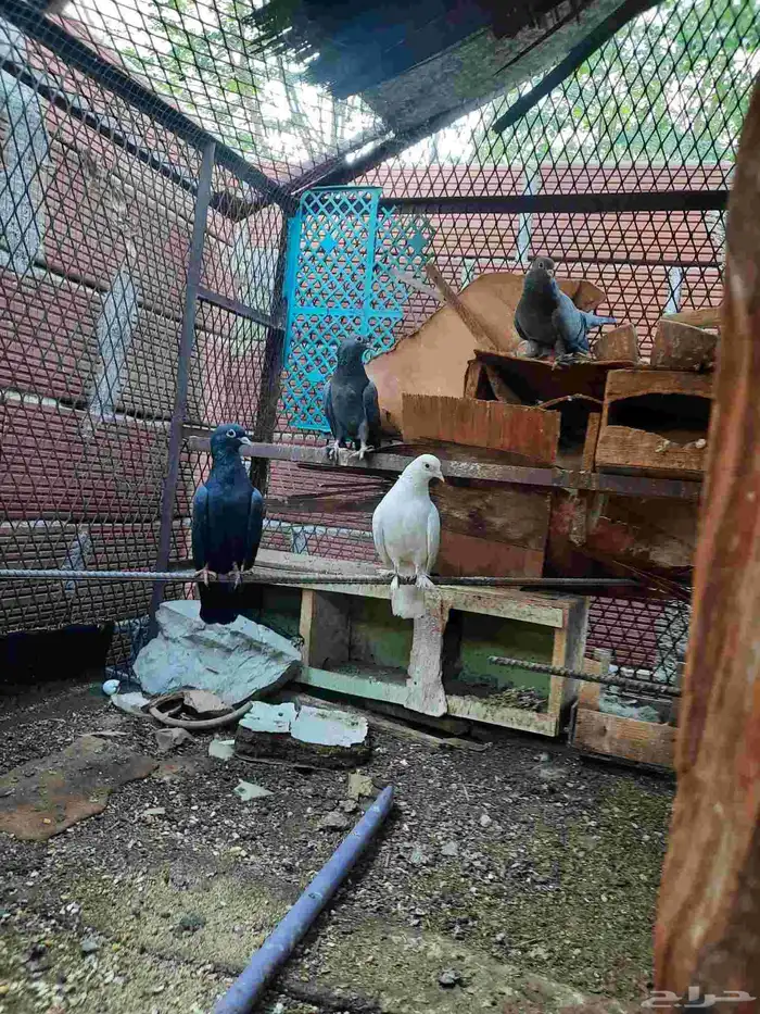 حمام صنعاني وقماري 4