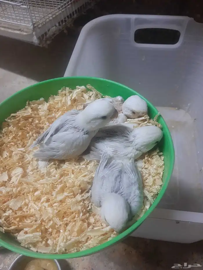 السلام عليكم للبيع فروخ روز غر الموقع المبرز 0