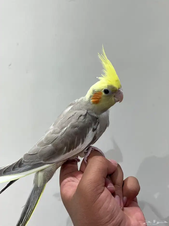 ببغاء كروان اليف ( 250 ريال ) 0