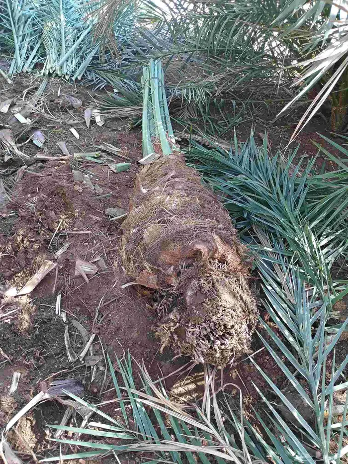 يوجد لدينا نقايل مشكلات 3