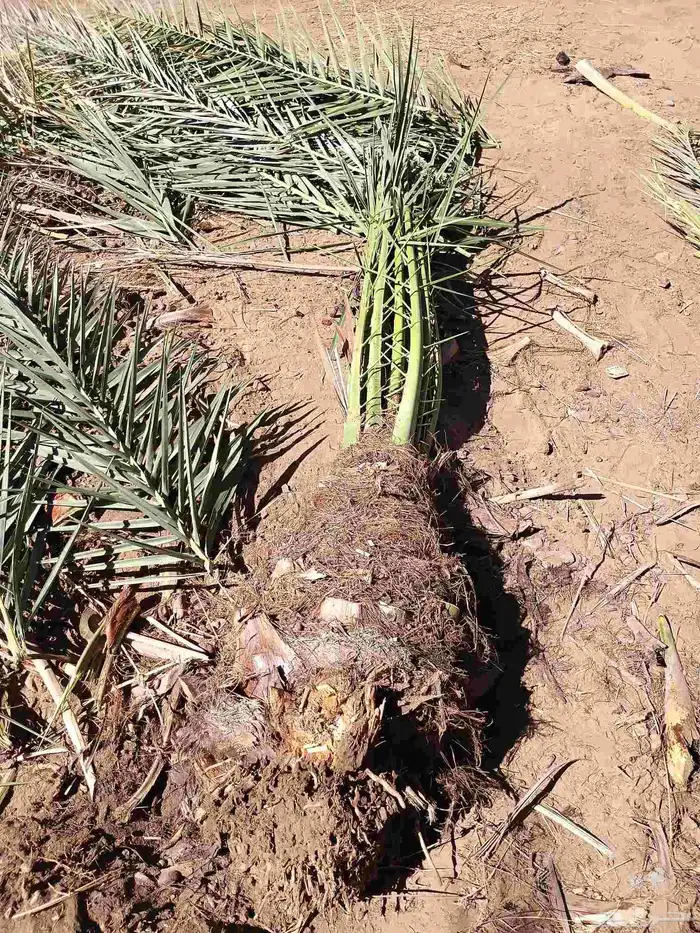 يوجد لدينا نقايل مشكلات 8