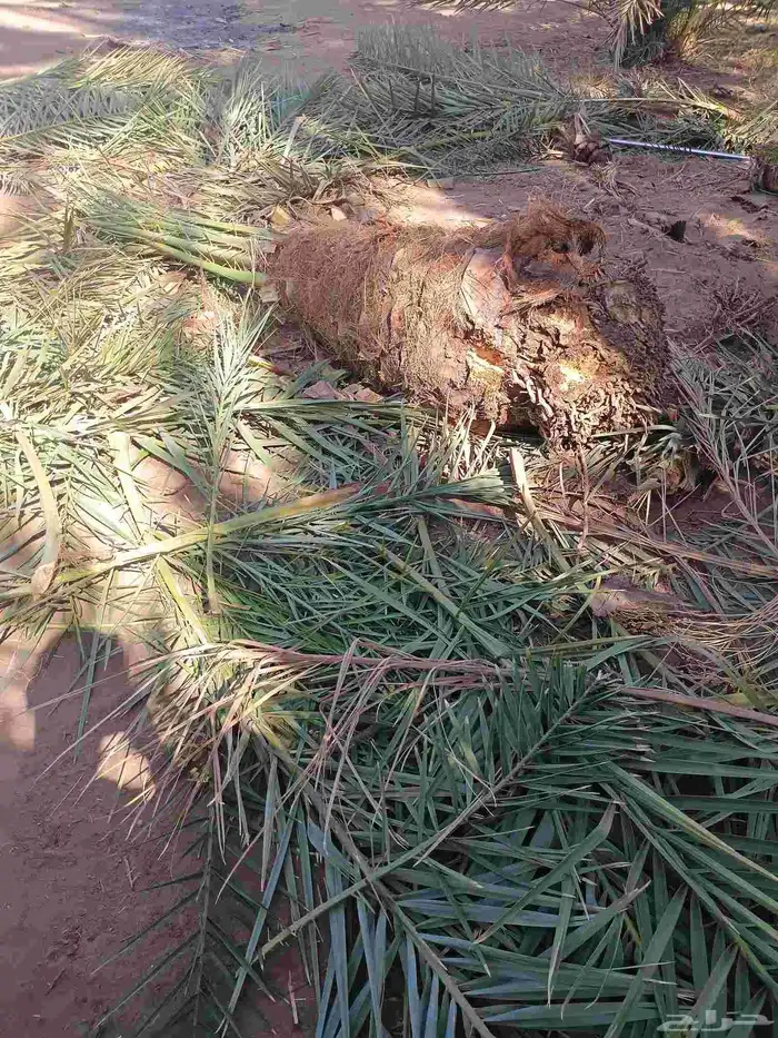 يوجد لدينا نقايل مشكلات 0