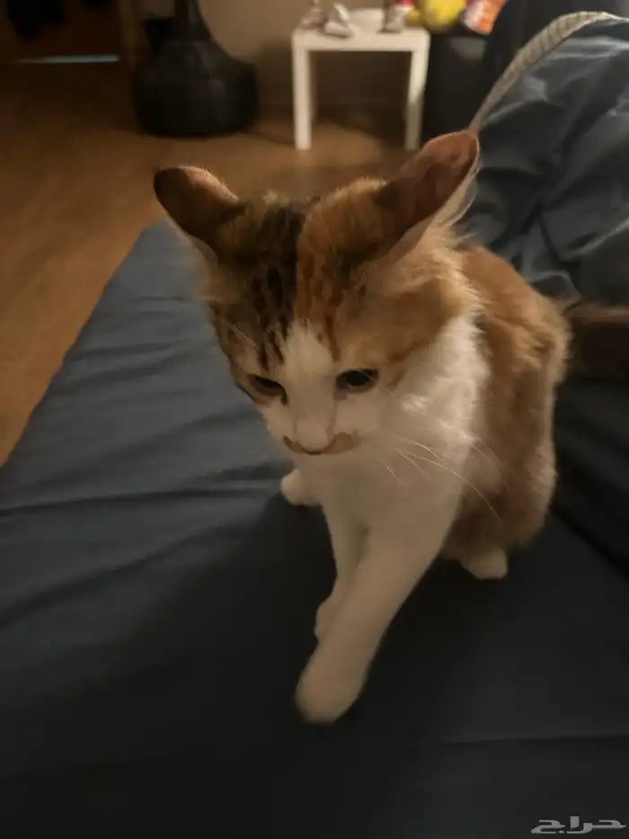 قطه للتبني معقمه 0