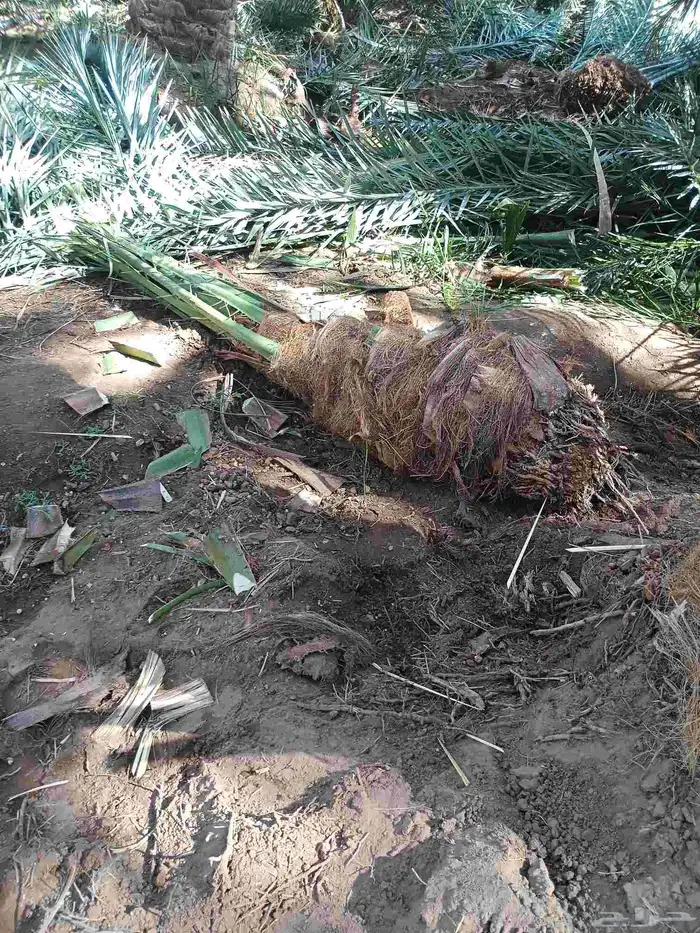 يوجد لدينا نقايل مشكلات 5