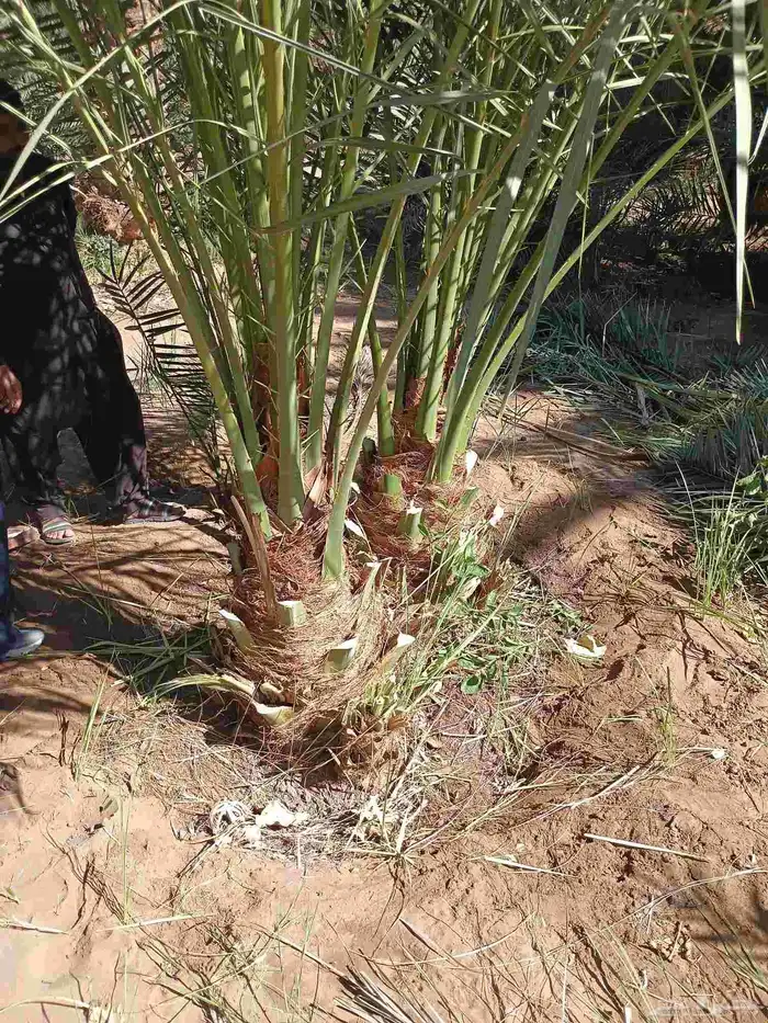 يوجد لدينا نقايل مشكلات 7