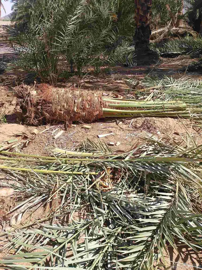 يوجد لدينا نقايل مشكلات 2