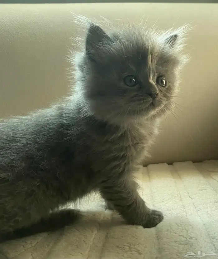 كتتن شيرازيه للبيع 3