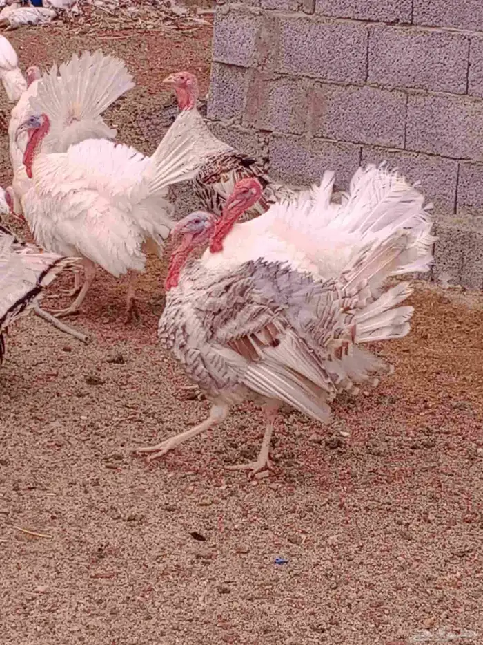 دجاج رومي للبيع 3