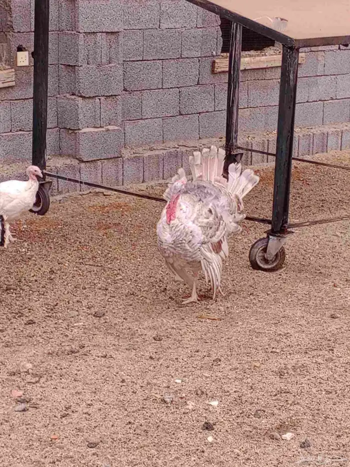 دجاج رومي للبيع 7