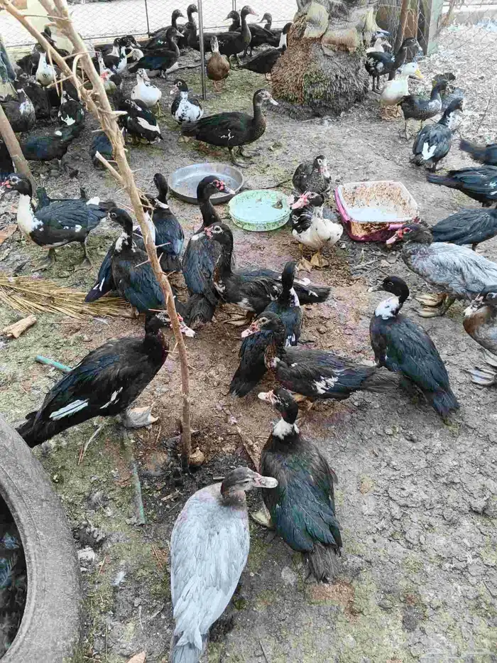 بط مسكوفي للبيع بياض 0