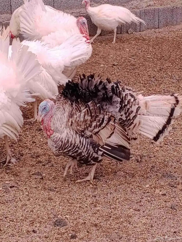 دجاج رومي للبيع 2