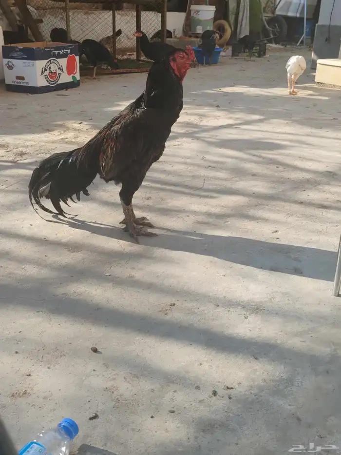 ديك سندي على كلام أهل الخبره بدايت شبابه 0