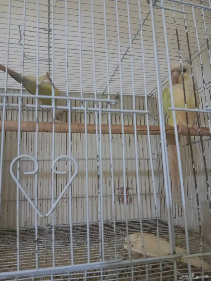 زوج كنيور منتج 4