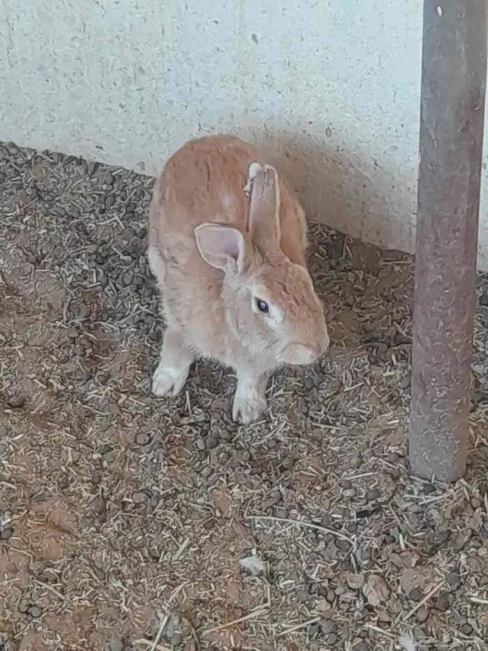 يوجد ذكور ارانب بصحة ممتازة 1